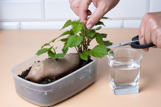 Chega de hortaliças velhas: esses são os vegetais que você deve plantar em agosto para ter sempre comida fresca em casa