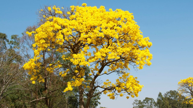 Os beija-flores visitam todos os dias desde que plantei essa árvore na calçada: é muito resistente e tem flores lindas!