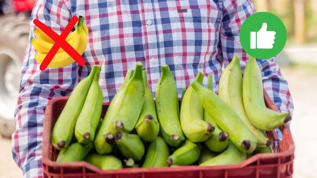 Banana verde: quais os benefícios de comer uma fruta por dia e por que ingerir quando ainda não está madura