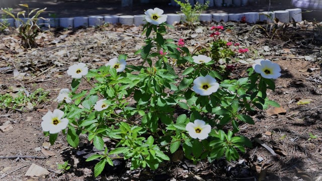 Nem ora-pro-nóbis, nem peixinho-da-horta: conheça a chanana, planta comestível que também é medicinal