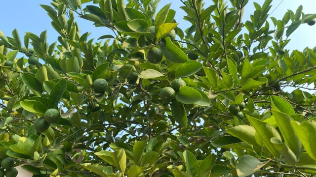 Antes de corrigir a adubação, é essencial garantir que o limoeiro está recebendo todos os cuidados que precisa para dar frutos (Créditos: Shutterstock)