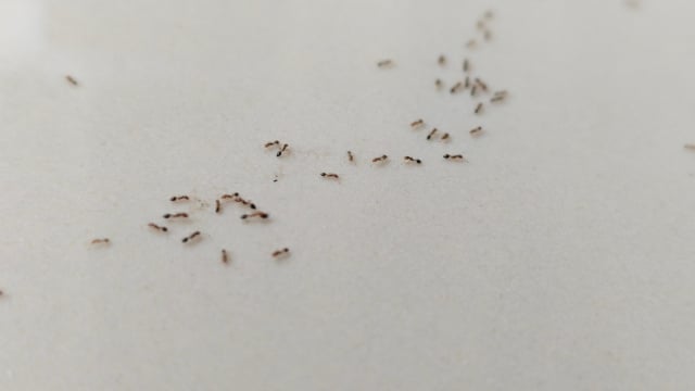 Chega de formigas na varanda e dentro de casa: 4 dicas caseiras para resolver o problema rapidinho