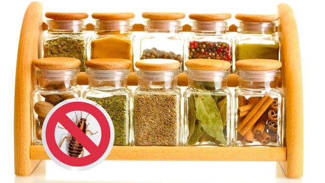 A solução para acabar com baratas em casa está no seu armário dos condimentos