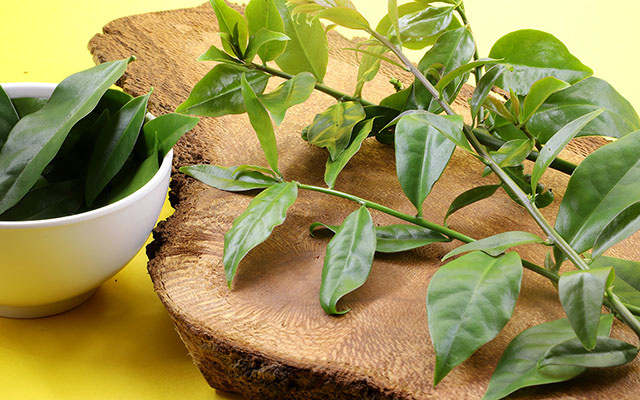 Fácil de cultivar, folha rica em ferro e cálcio que fortalece ossos e músculos cresce sem esforço no quintal ou em vasos