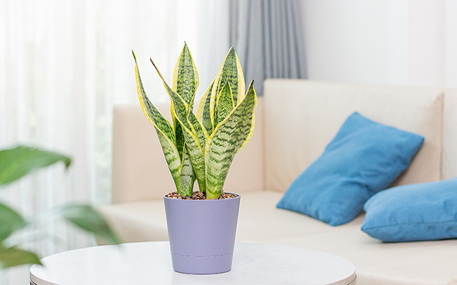 Poucos sabem, mas existe um motivo especial para ter uma planta língua-de-sogra em casa