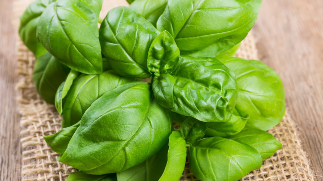 O manjericão permanece fresco por muito tempo, sem ficar murcho, se armazenar desse jeito, parece que acabou de colher!