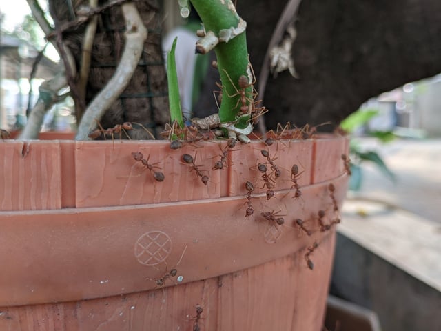 Adeus, formigas nas plantas: aprenda o truque simples com cascas de alho e cravos-da-índia que vão te livrar do problema!