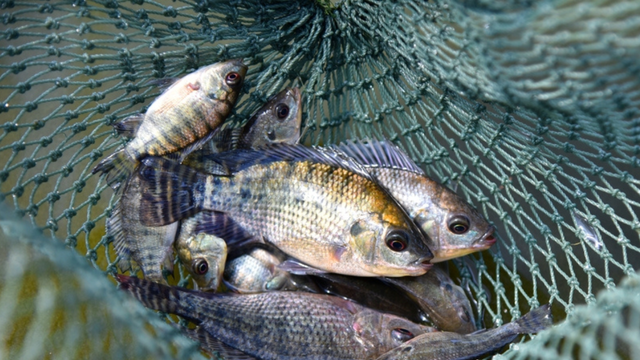 Boato sobre proibição da tilápia assusta produtores brasileiros, governo esclarece rumor