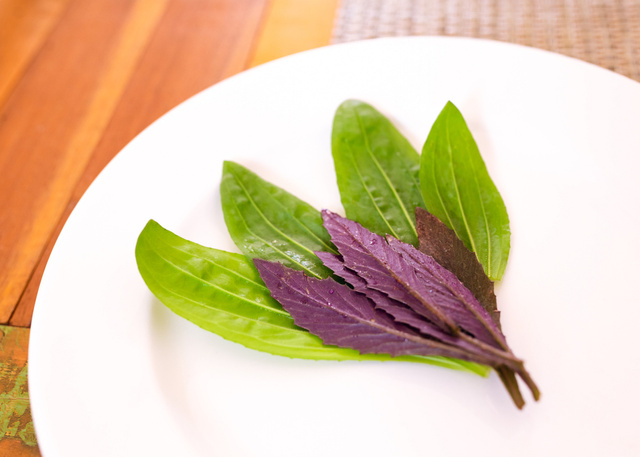 Planta que quase ninguém conhece é um potente anti-inflamatório, acelera a cicatrização e acaba com a tosse persistente: descubra os beneficios da tanchagem