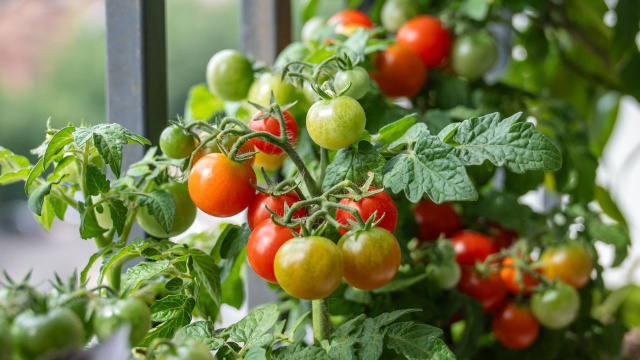 A erva que você deve cultivar perto dos tomates para uma planta mais saudável e frutos mais saborosos