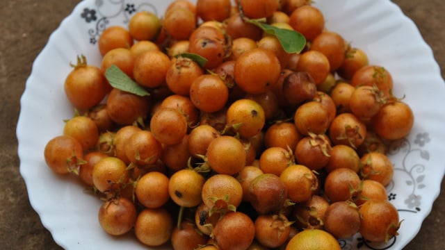 Uma fruta antiga de quintal da vovó está de volta nos jardins e pomares e atualmente é usada em pesquisas