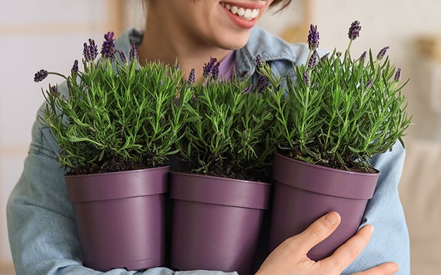 Essa é a minha planta favorita para ter na varanda do apartamento porque floresce o ano todo e não atrai mosquitos!