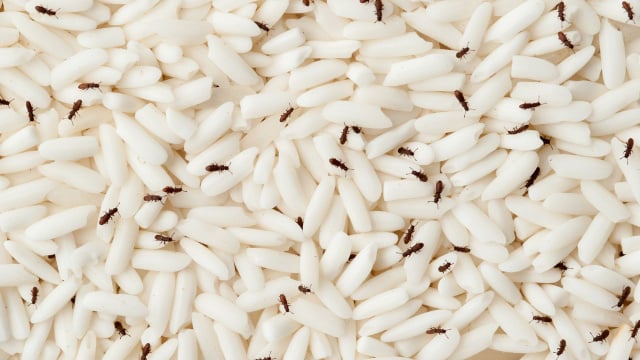 Chega de carunchos na dispensa: esse é o truque que as donas de casa experientes usam para mantê-los afastados da comida