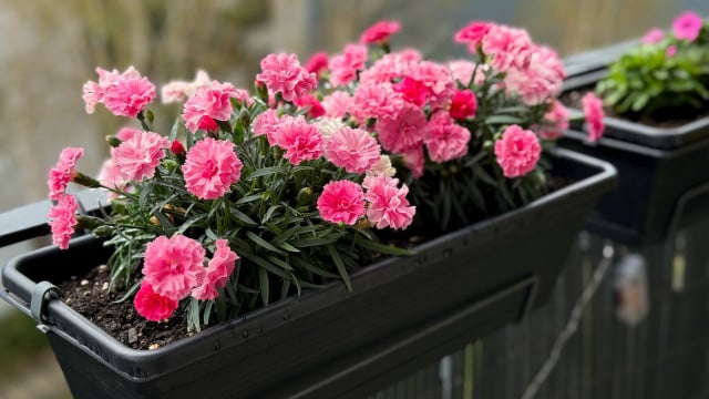 Não é preciso ter um jardim tão cheio variado para curtir os benefícios que uma varanda florida oferece (Créditos: Shutterstock)