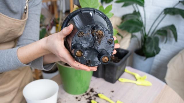 "Vaso sem furinho é uma cilada": jardineiro revela todos os detalhes que vão transformar o cultivo de plantas em vasos na sua casa