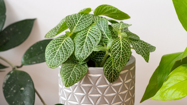 Transforme a sua casa com a planta-sorriso: renova a energia, traz frescor e harmonia para o dia a dia