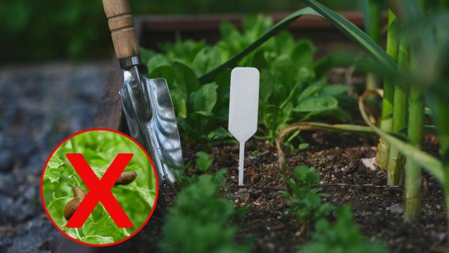 Como você pode fazer uma proteção contra lesmas que custará 0 centavos para proteger sua horta?