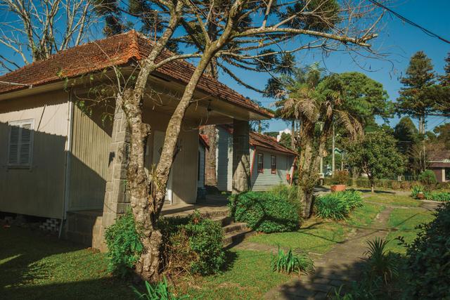 3 árvores frutíferas que você não deve ter no seu jardim; veja por quê