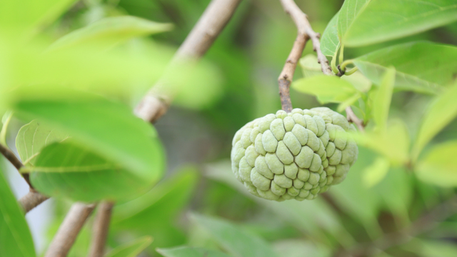 Pouco conhecida, essa pinha diferente produz muito e cabe em qualquer quintal