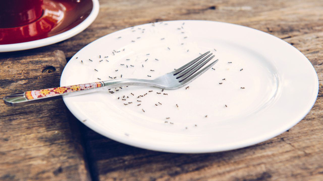 Diga adeus às formigas na sua comida! Veja como se livrar de uma colônia de formigas usando apenas detergente de louça misturado com este produto – funciona mesmo!