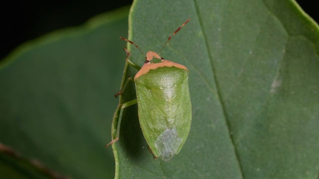 Chega de percevejos no jardim: o cheiro dessa planta ajuda a afastá-los sem precisar de pesticidas