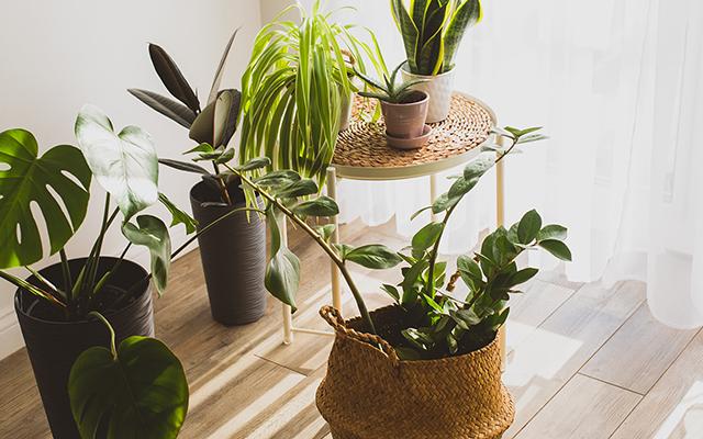 Não confunda sol com calor na hora de escolher a planta que vai decorar a sua casa