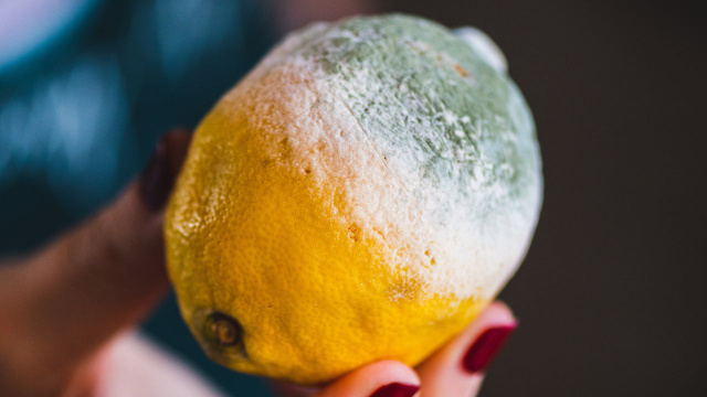 Ninguém esperava esse truque contra ratos: um limão mofado às vezes é suficiente para proteger a sua casa