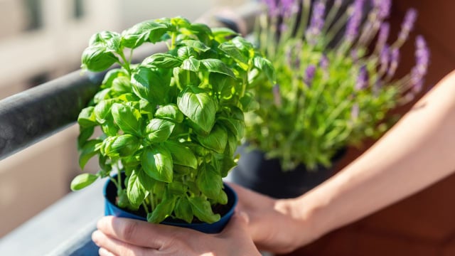 "Enganando a planta de manjericão": Um segredo para fazer o manjericão crescer alto e produzir folhas em abundância!