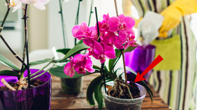 Poucas pessoas sabem: raízes expostas podem indicar o que sua orquídea precisa