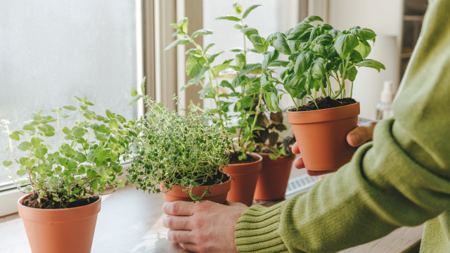 As 3 plantas que todo mundo deveria cultivar perto do fogão