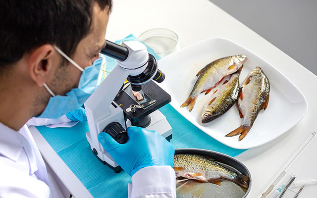 Pesquisadores descobriram algo muito preocupante em um terço dos peixes do Pacífico que examinaram