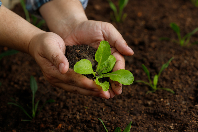 Nem café, nem casca de ovo: esse fertilizante caseiro é o "ouro verde" da jardinagem, faz até as plantas mais fracas crescerem!