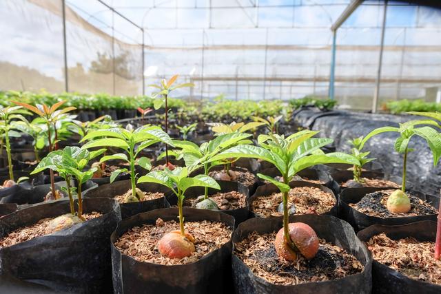 Como plantar abacate em vaso: com esse passo a passo você vai ter um lindo abacateiro em casa
