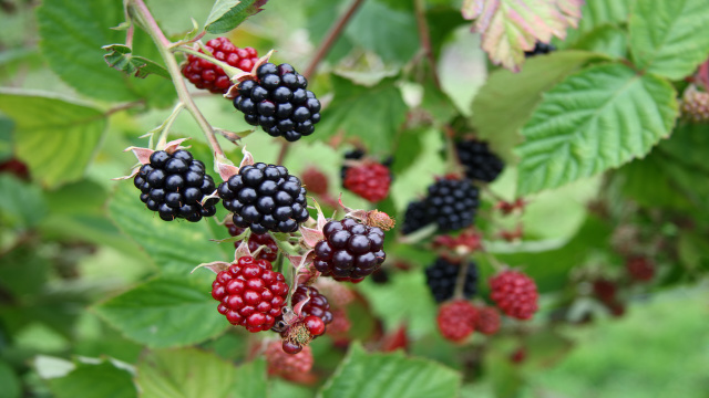 Uma planta com 22 vezes mais cálcio do que o leite de vaca: o chá dessa folha vai aumentar sua imunidade e fortalecer os ossos