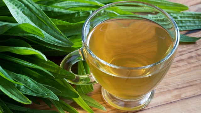 Para que serve o chá de tanchagem? Bebida popular é conhecida há séculos como remédio caseiro