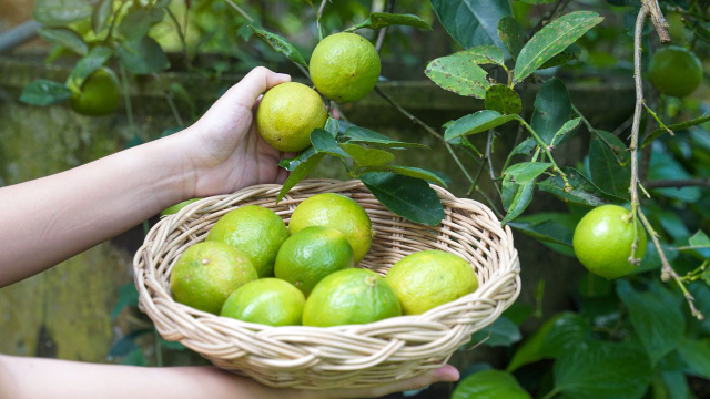 Seu limoeiro terá frutos muito mais suculentos se você enterrar esse item ao redor dele
