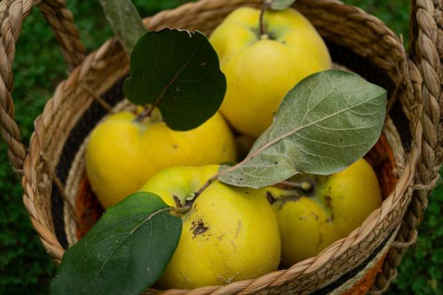 Maçã dourada dos gregos: fruta pouco conhecida é uma grande aliada da saúde digestiva e rica propriedades antioxidantes