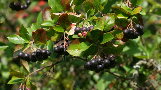 Ouro negro: a fruta pouco conhecida que é repleta de benefícios, regula o açúcar no sangue e a pressão arterial