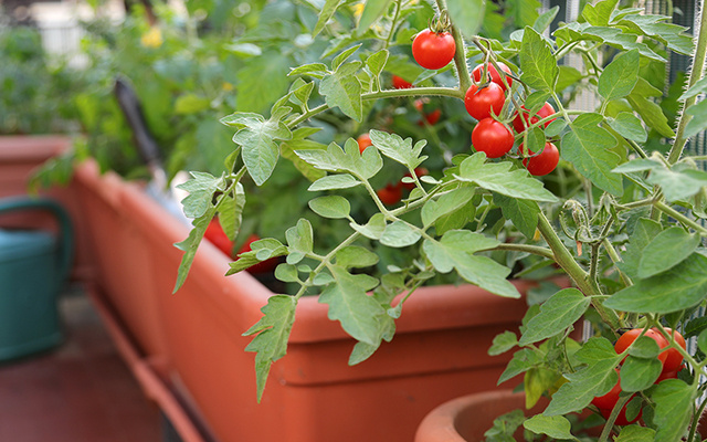 Plante tomate em casa: só quando a gente planta e colhe minutos antes da salada é que a gente se dá conta do verdadeiro sabor