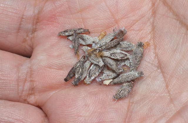 Adeus traças nos livros e armários: saiba como eliminar esses bichinhos da sua casa de forma definitiva e preservar os seus pertences