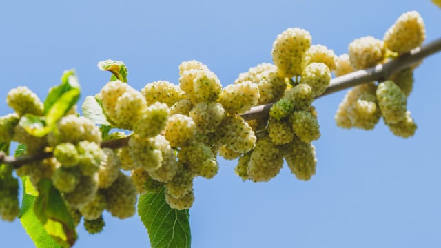 Seus frutos são os mais saudáveis ​​do mundo. Nem todos os cultivam em seus jardins, o que é uma pena