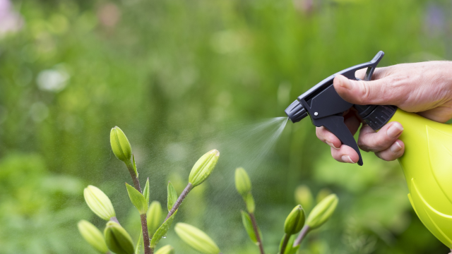 Suas plantas vão florescer rapidamente com esse adubo que só precisa de 2 ingredientes