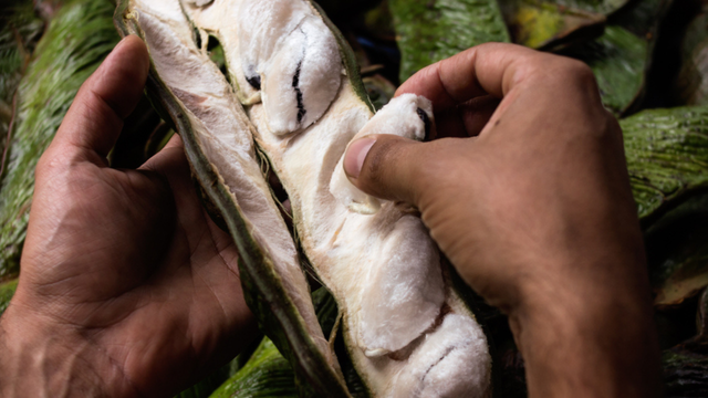 Árvore de crescimento rápido que pode ser cultivada até em quintais pequenos. (Créditos: Shutterstock)