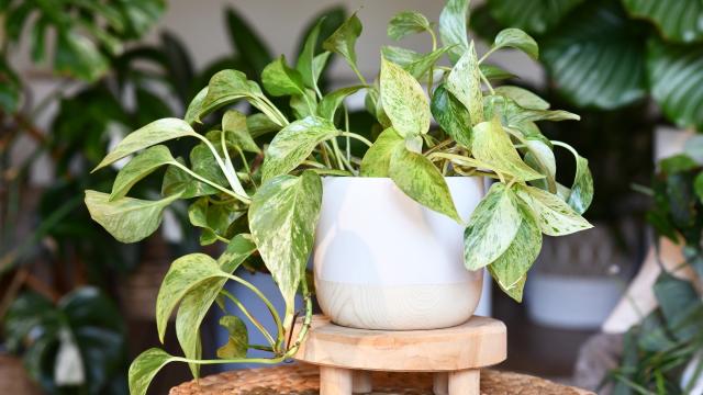 Fácil de cuidar, a jiboia combina com qualquer ambiente (Créditos: Shutterstock)