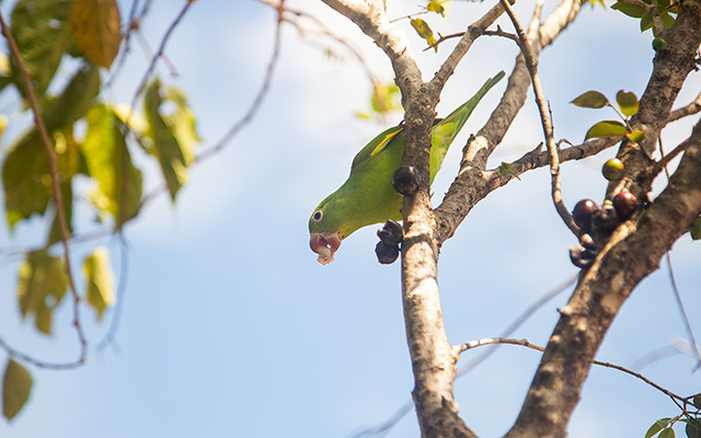 Essa árvore frutífera foge completamente do comum: os frutos docinhos nascem direto no tronco e surpreendem quem vê pela primeira vez