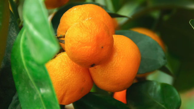 4 frutas que os japoneses comem todos os dias e tem no Brasil: o resultado é imunidade forte, pele macia e muita energia