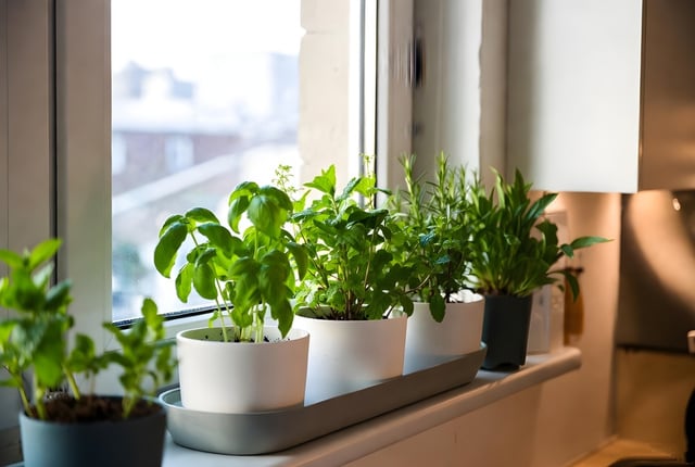 Plantas e ervas aromáticas são grandes aliadas para afastar ratos e outras pragas do jardim. (créditos: Shutterstock)