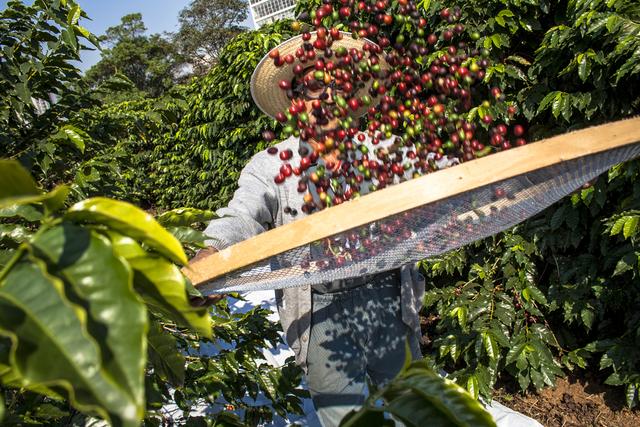 11 regiões brasileiras produtoras de café com Indicação Geográfica estiveram presentes em feira internacional. (Crédito: Shutterstock)