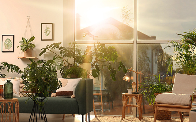 "Quanto mais sol, mais bonita": 6 plantas decorativas fáceis de cuidar e perfeitas para cultivar no verão e deixar a sua casa ainda mais bela