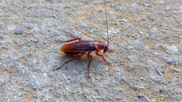 Topar com uma barata nunca é agradável, por isso, é importante evitar que elas apareçam em casa com alguns cuidados (Créditos: Shutterstock)